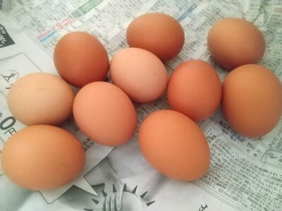 お食事処案山子の有精卵の卵10個