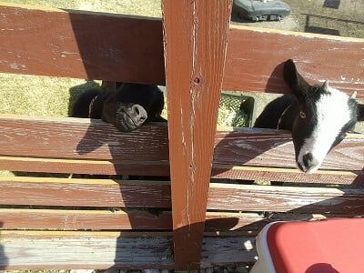 Camp&Cafe ワンだふるガーデンのヤギの餌やり体験のカップを手に持っているとヤギの目の色が変わって無くなってもくれーって柵の間から顔を出している所