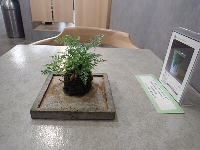 薩摩茶屋たばねのしのテーブルの上にコケ玉